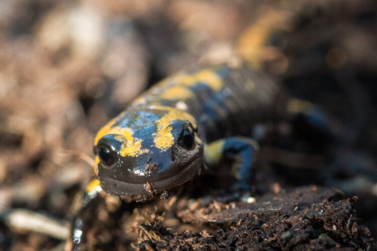 Learn about the salamanders of Ohio